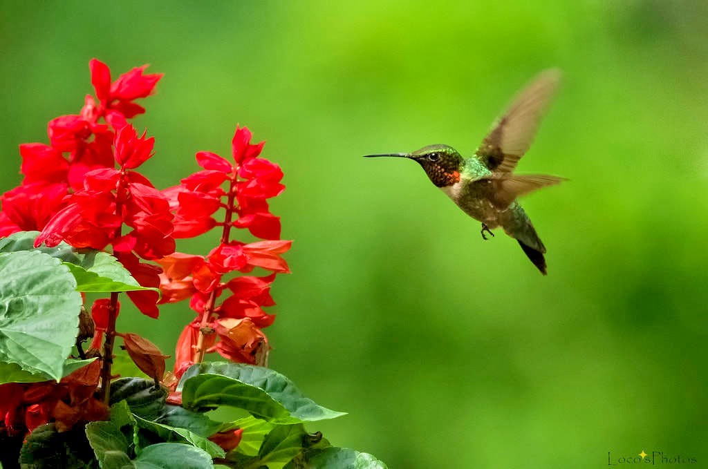 301+SCARLET SAGE Flower Seeds Wildflower Garden Container Drought Heat Cold Easy