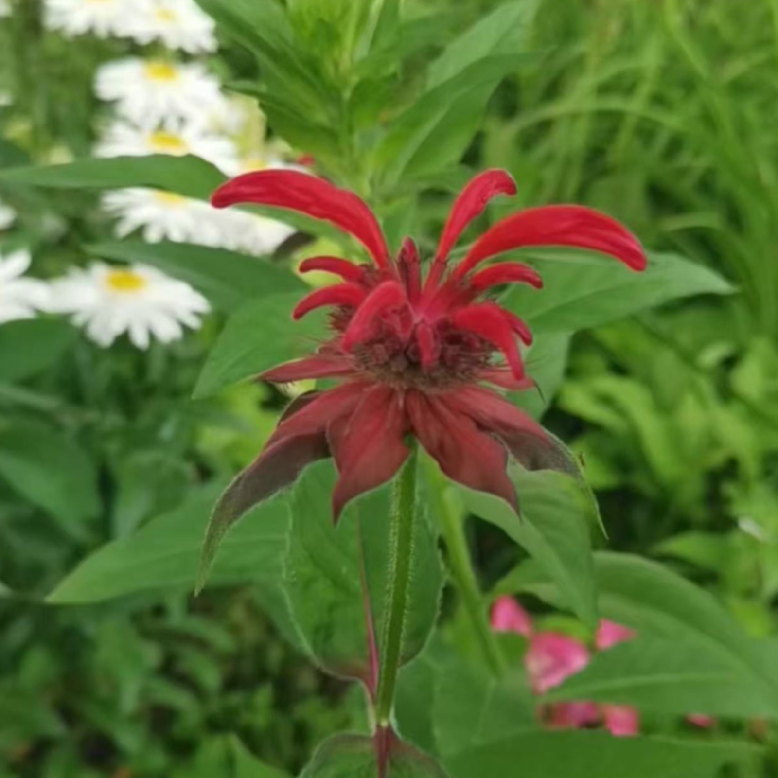 1000 Red Bee Balm Seeds Monarda – Fiery Perennial Flower for Hummingbirds