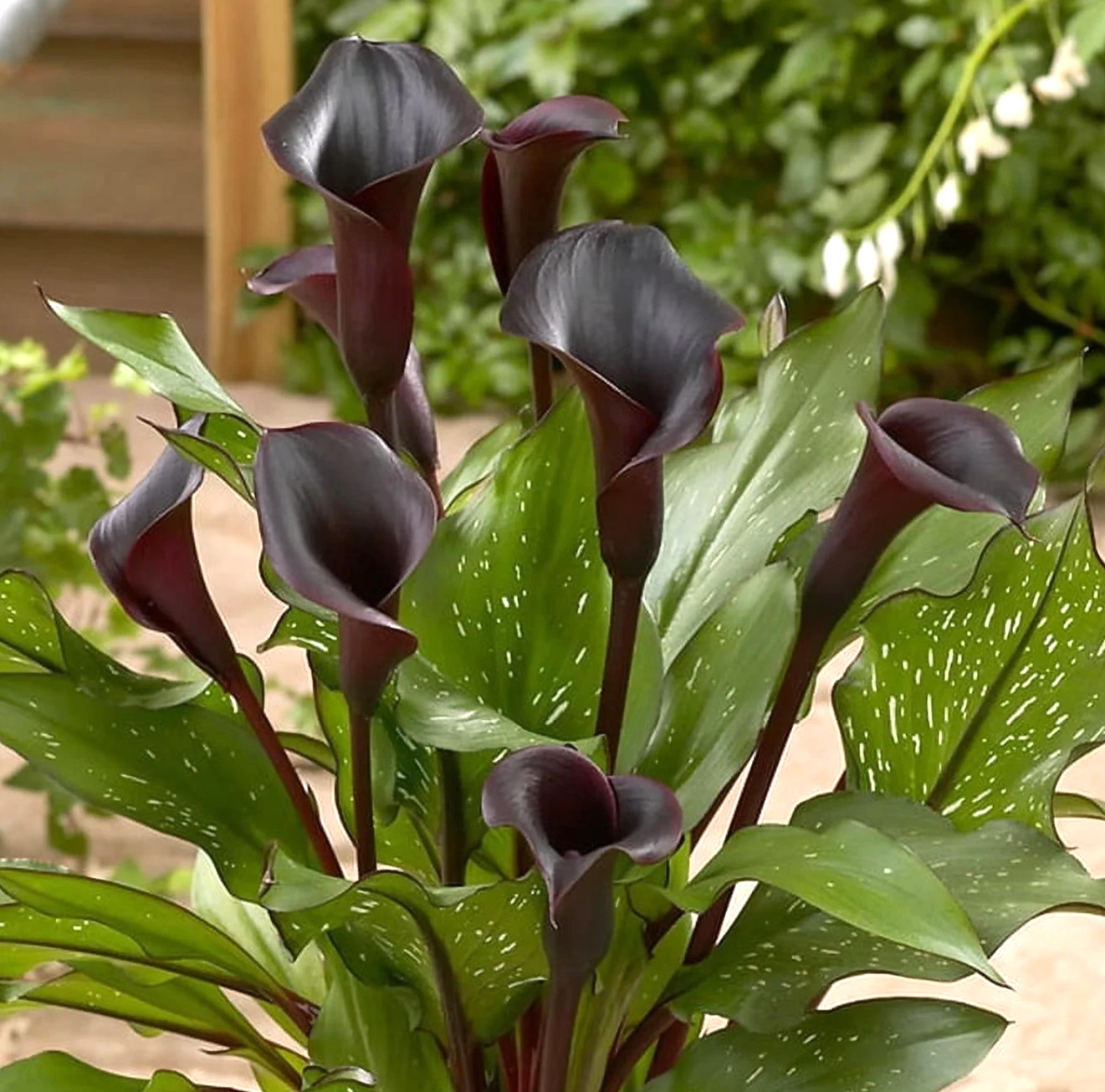 4 Calla Lily Flowers Bulbs Black Schwarzwalder Gothic Flower Gardens Plants