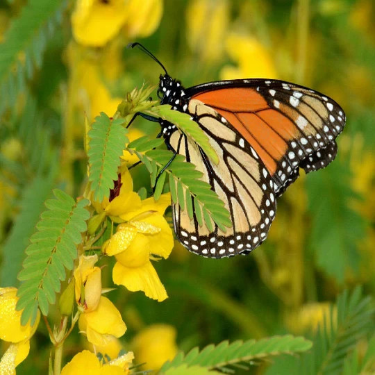 Partridge Pea Flower Seeds. 100 Seeds. Free Shipping!