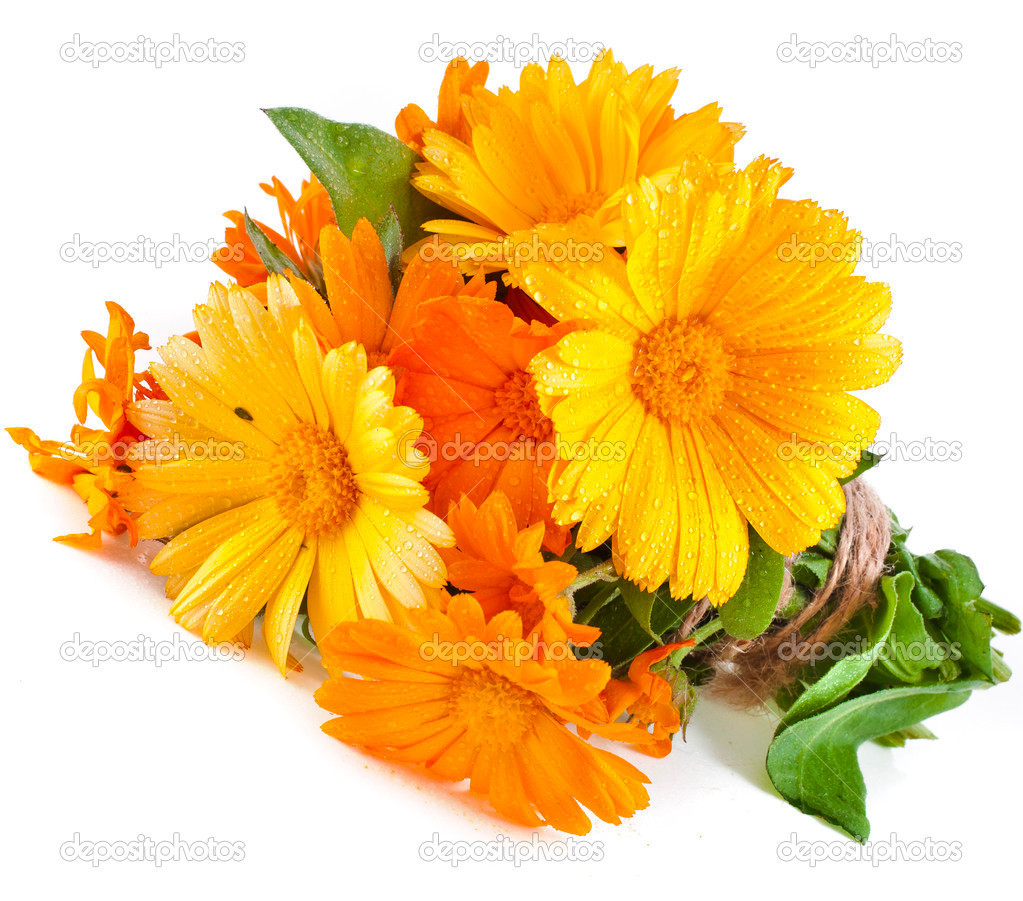 4500+ Seeds 1oz=29g CALENDULA officinalis, ORGANIC, Edible Flowers, Medicinal