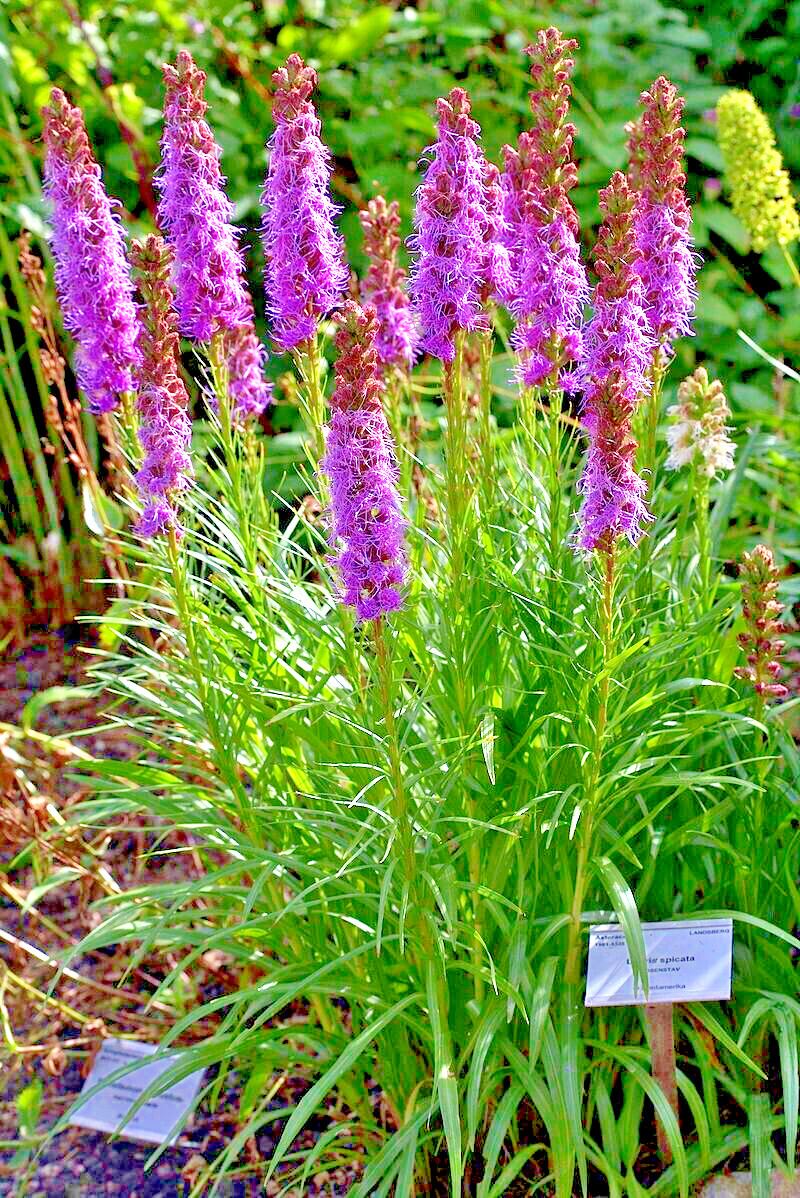purple Liatris spicata 102 seeds, blazing star, gayfeather. no GMO. grown in USA