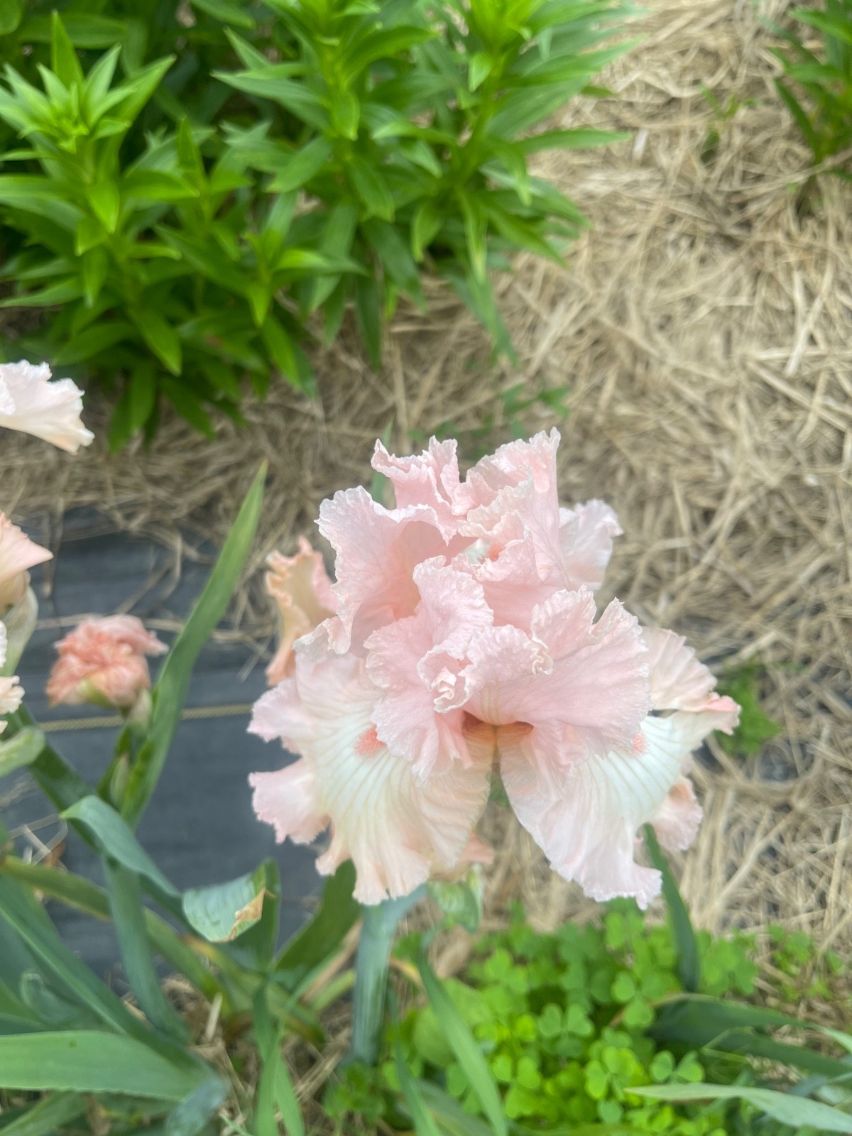 10 Fresh Dug Iris Rhizomes – Mixed Colors & Varieties