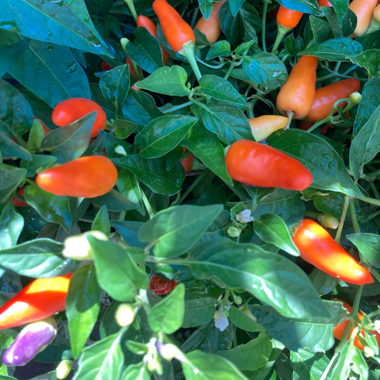 Chinese five Color Hot Pepper. 10 Seeds Free Shipping!