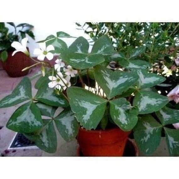Oxalis Regnelli FANNY Shamrock/Wood Sorrel (Bulb/Not Plant) – US Seller!