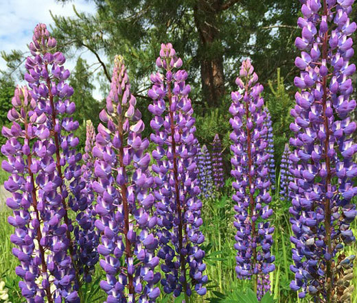LUPINE BLUE PERENNIAL Lupinus Perennis – 500 Bulk Seeds