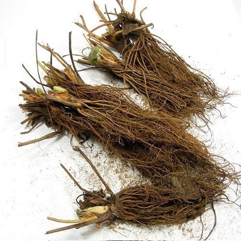 5 Eversweet Strawberry Bare Roots – Everbearing Fragaria × ananassa