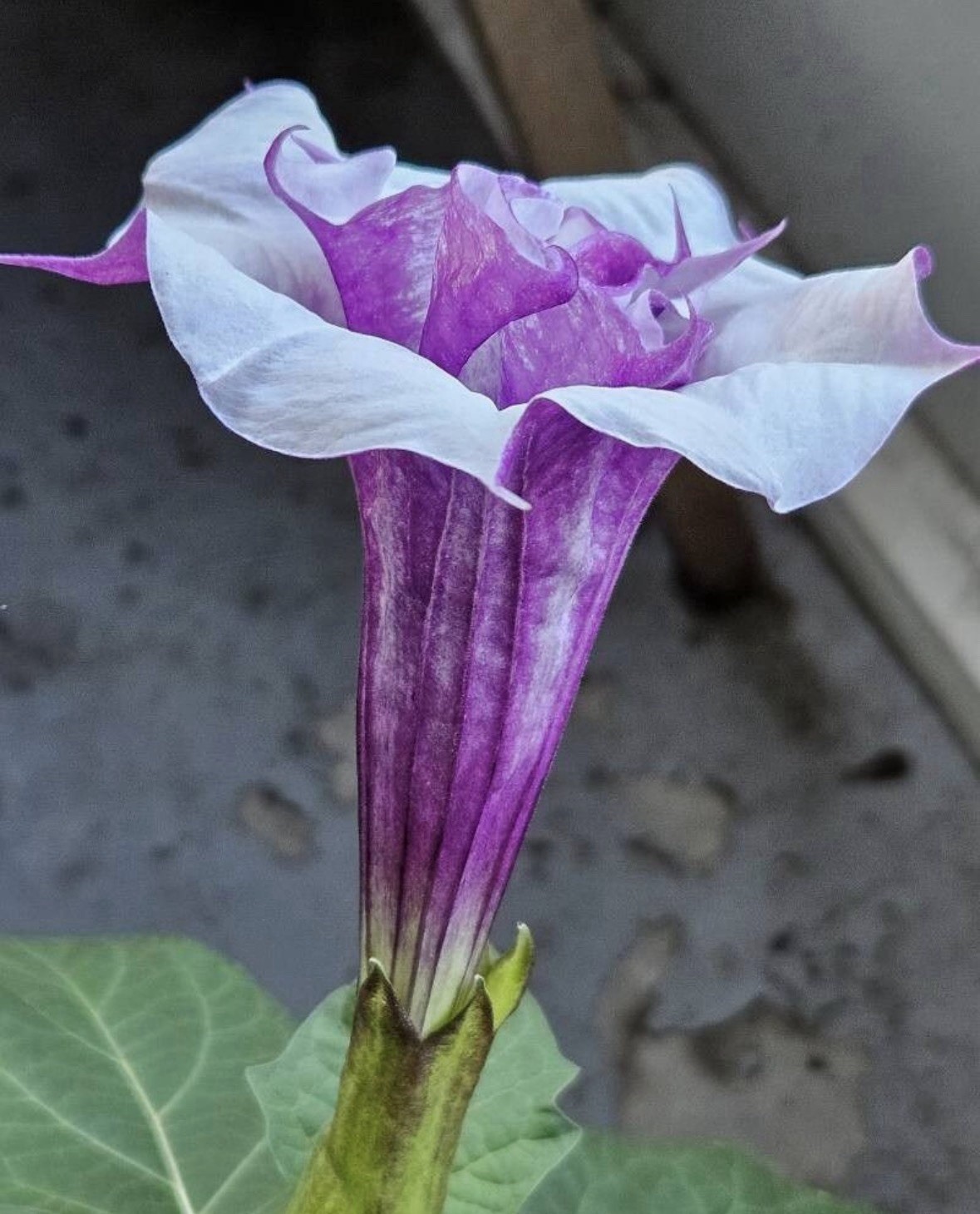 20 Seeds Devil’s Trumpet, Horn of Plenty (Datura metel) Purple Lavender & White