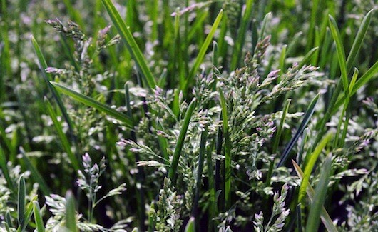 Kentucky Blue Grass Seed, (5 Lb. Pack), KenBlue, Lawn and Turfgrass Seed