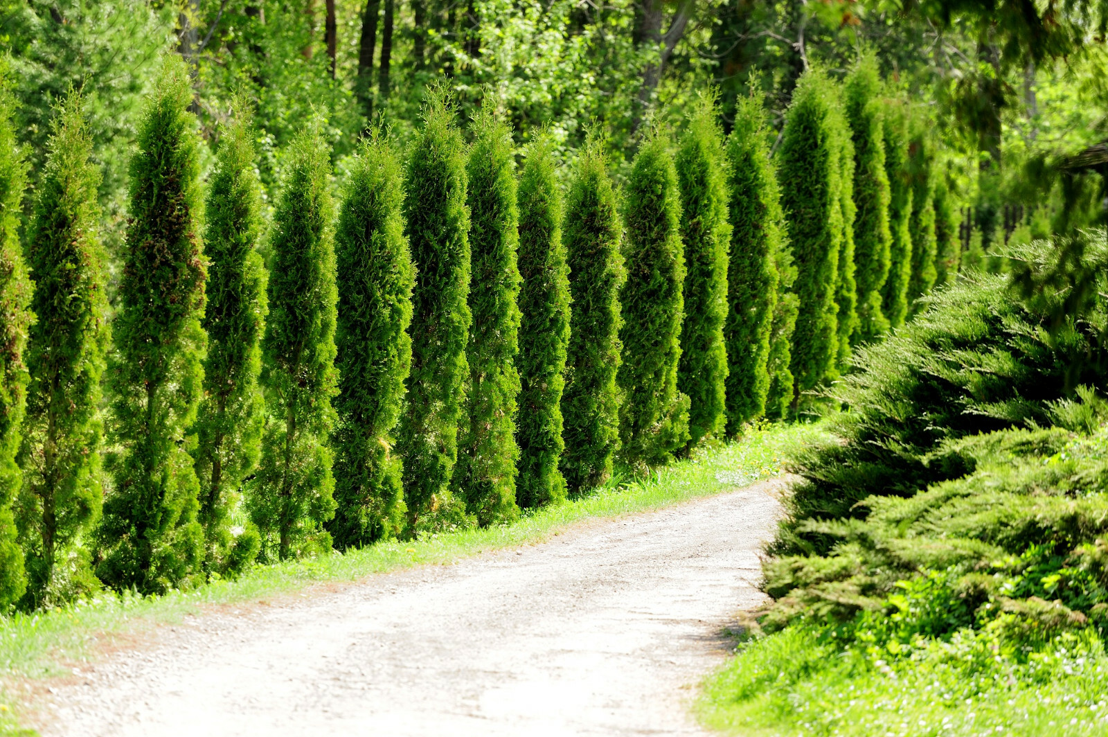50+ THUJA TREE SEEDS (Thuja occidentalis) White Cedar Arborvitae Hedge Row FAST