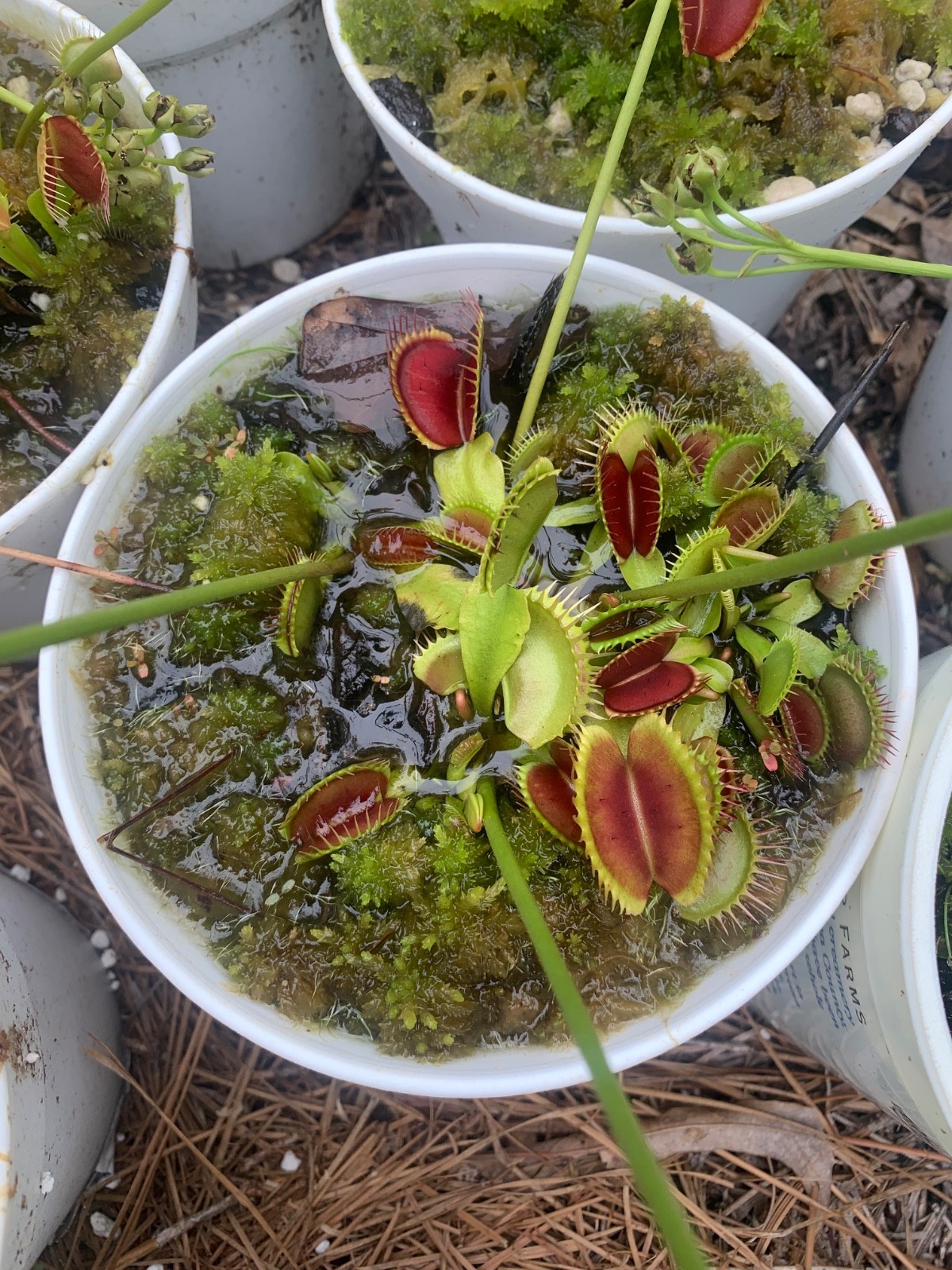 100+ Venus Flytrap seeds + Maxsea plant food