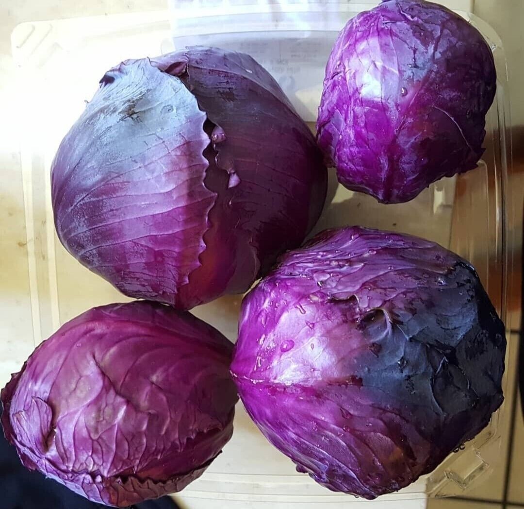 1000+ Red Acre Cabbage Seeds ————– Organic – Heirloom — NON GMO
