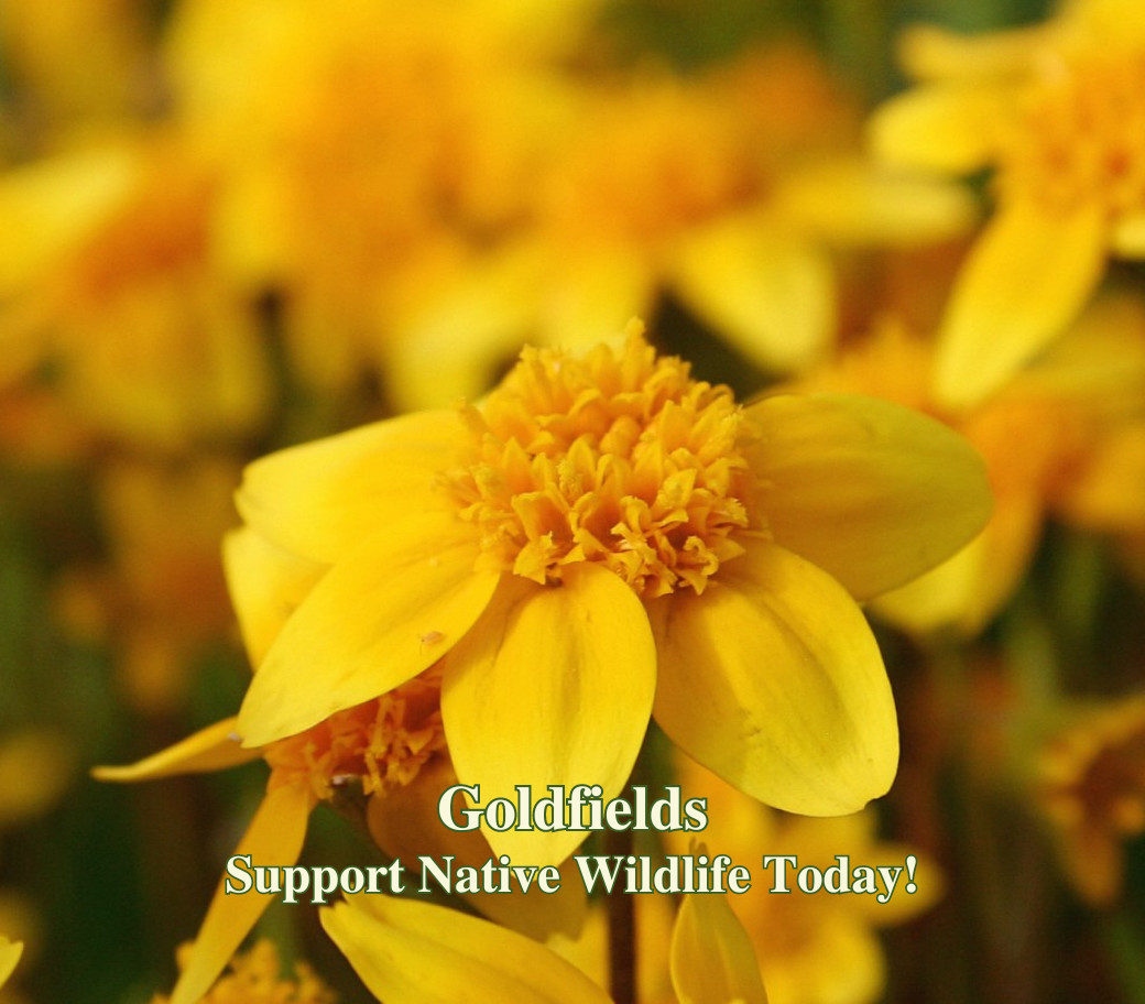 Butterfly Garden Seed Mix – Native California Wildflowers