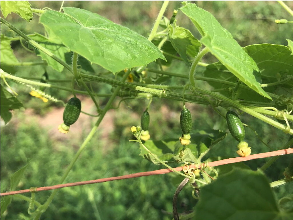 Cucamelon seed (Melothria scabra) Mouse Melon, Mexican Sour Gherkin ~ 25 to 1000