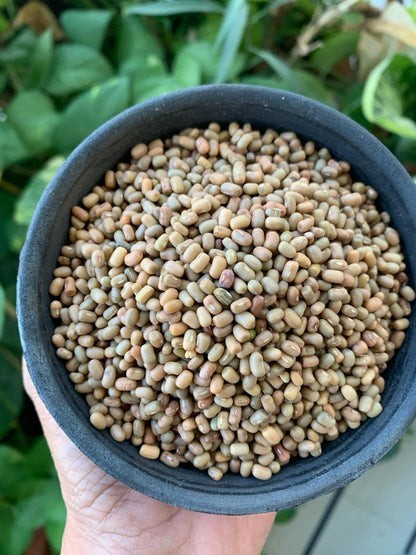 Moth / Muth Bean Seeds (50) / Bush Bean / Heat Tolerant / Easy / RARE