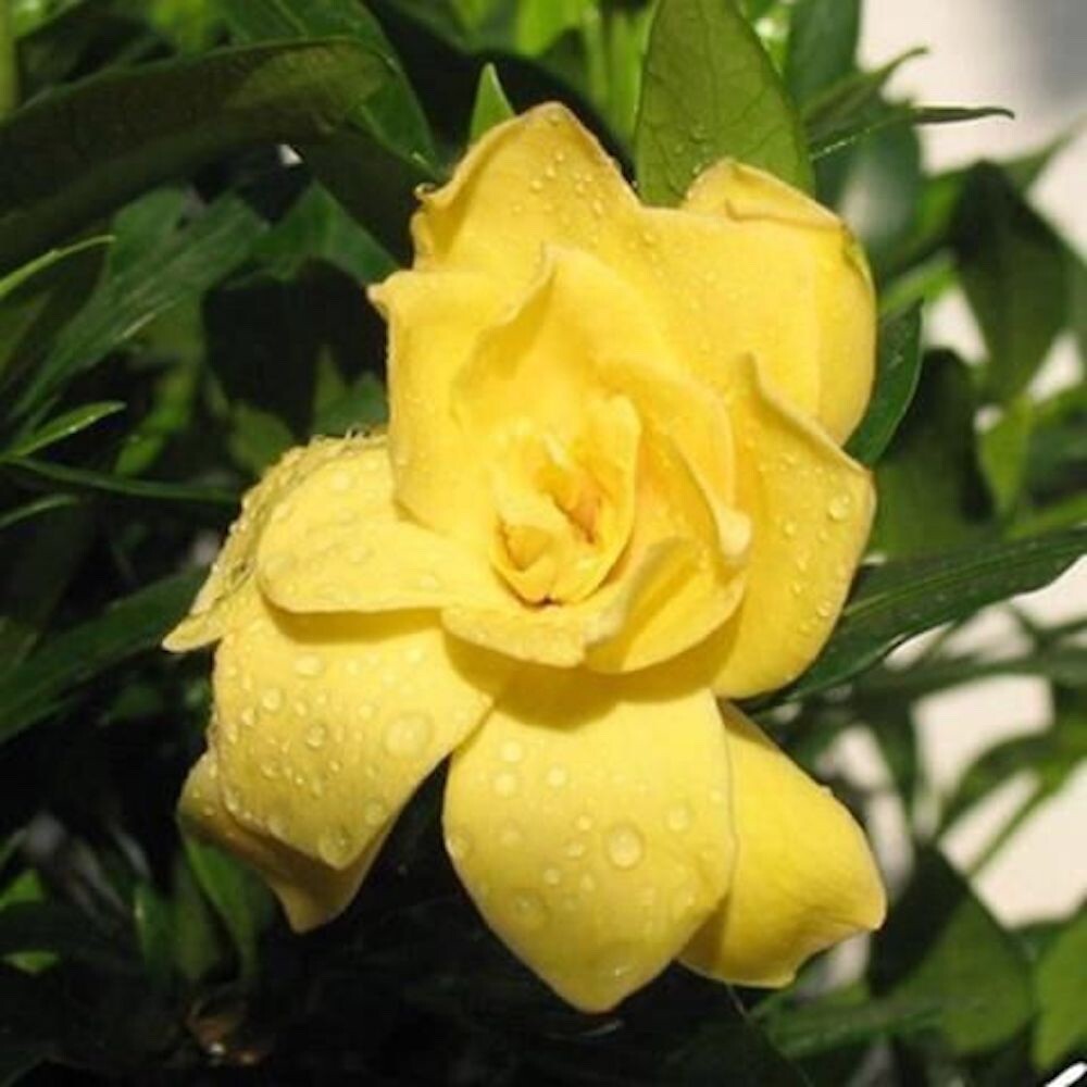 20 SEEDS sun yellow GARDENIA fragrant rare flower exotic garden plant USA Seller