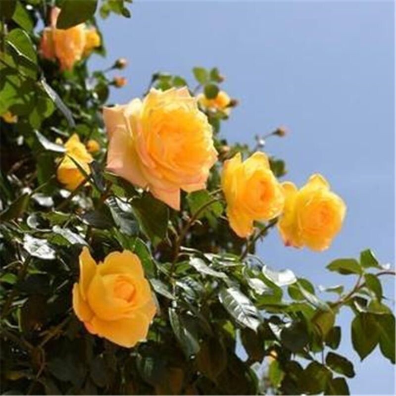 20 SEEDS for Yellow RARE CLIMBER climbing Rose flower exotic plant USA Seller