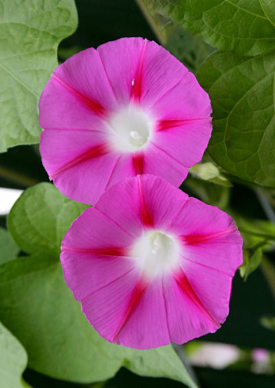 70+MORNING GLORY Mix Flower Seeds Wildflower Climbing Flowering Vine Container