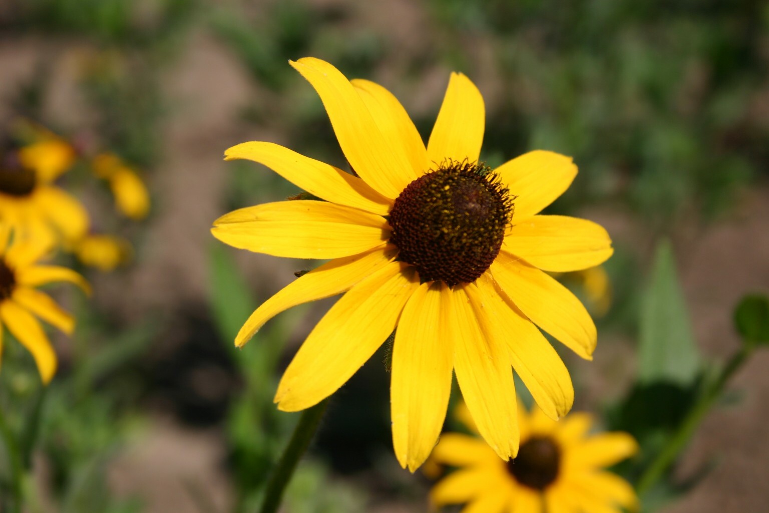 Black Eyed Susan Seeds, Rudbeckia Hirta, Classic Wildflower, FREE SHIPPING