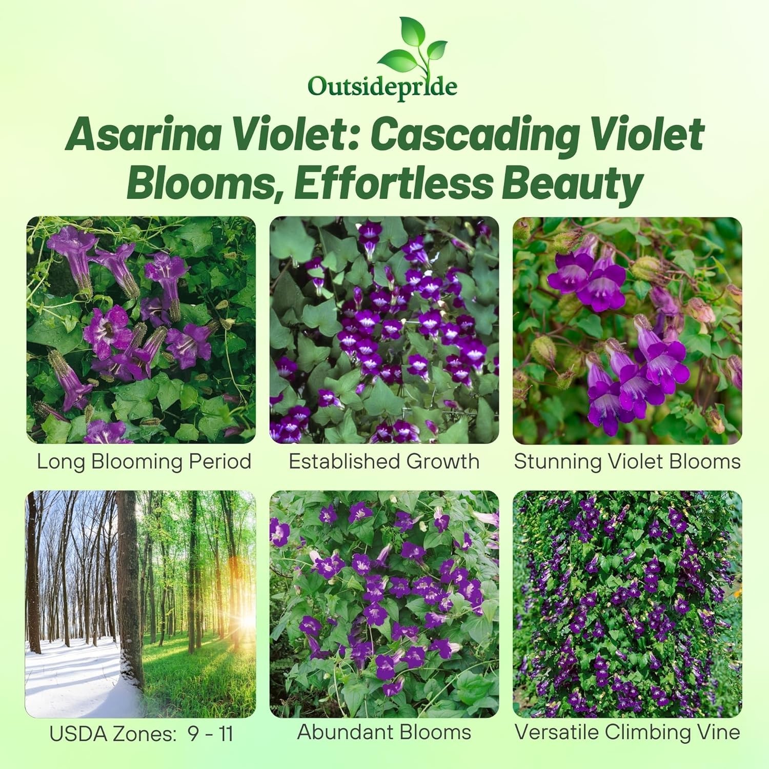 100 Seeds Asarina Seeds – Climbing Snapdragon Flower Seed