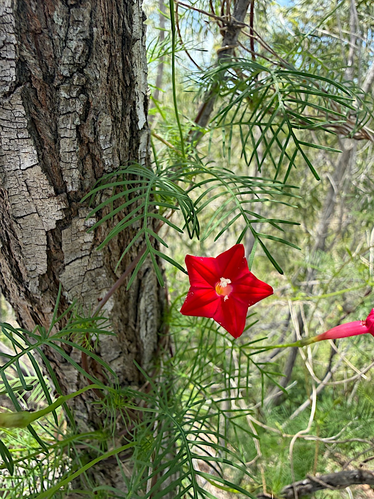 50 STAR GLORY SEEDS Cardinal Creeper Vine Flower Plant Butterflies Hummingbirds
