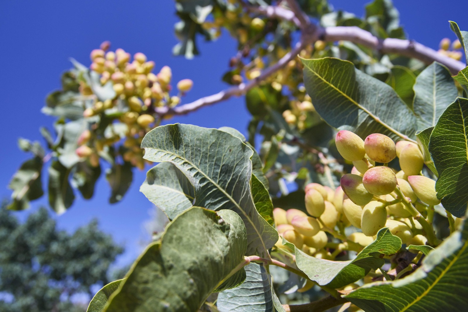 5 PISTACHIO NUT TREE Pistacia Vera Fruit Red Flowers Seeds *Combined Shipping