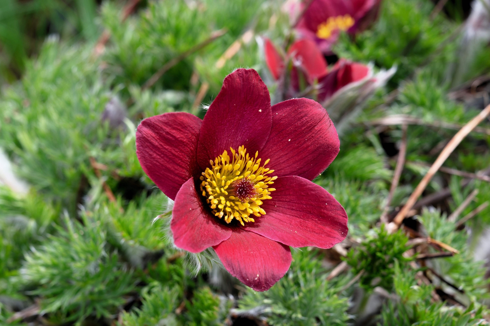10 RED ANEMONE Pulsatilla Vulgaris PASQUE FLOWER Seeds *Flat S/H