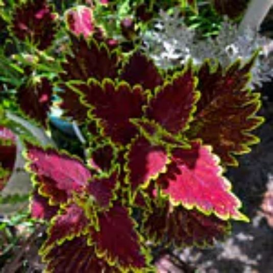 25 Coleus Seeds – Bold Foliage Plant – Easy-to-Grow for Garden