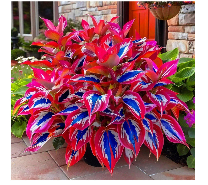 200 Hosta Seeds Perennial Shade Plants Easy Grow Garden Border Patio Pots