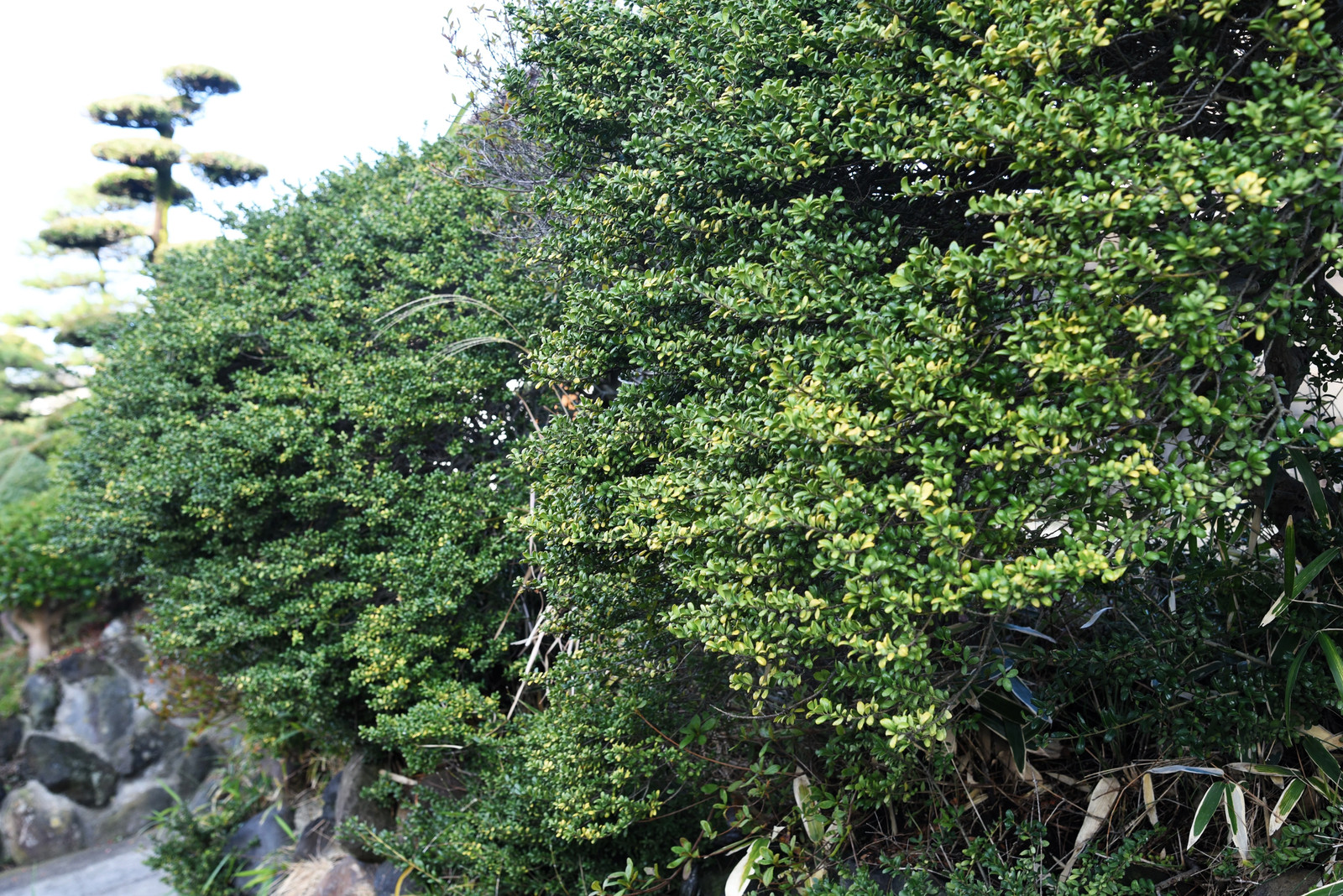 40 LITTLELEAF BOXWOOD Korean Buxus Microphylla Koreana Shrub Seeds