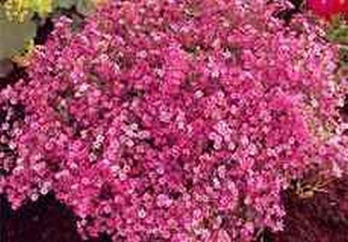 1 oz Baby’s Breath, Carmine Flower Seeds Gypsophila elegans (Apprx 23,000 Seeds)