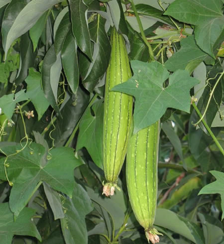 Luffa Seeds Ridged/Smooth Sponge Gourd Okra Angled Gourd Big Flesh Sigua Indian