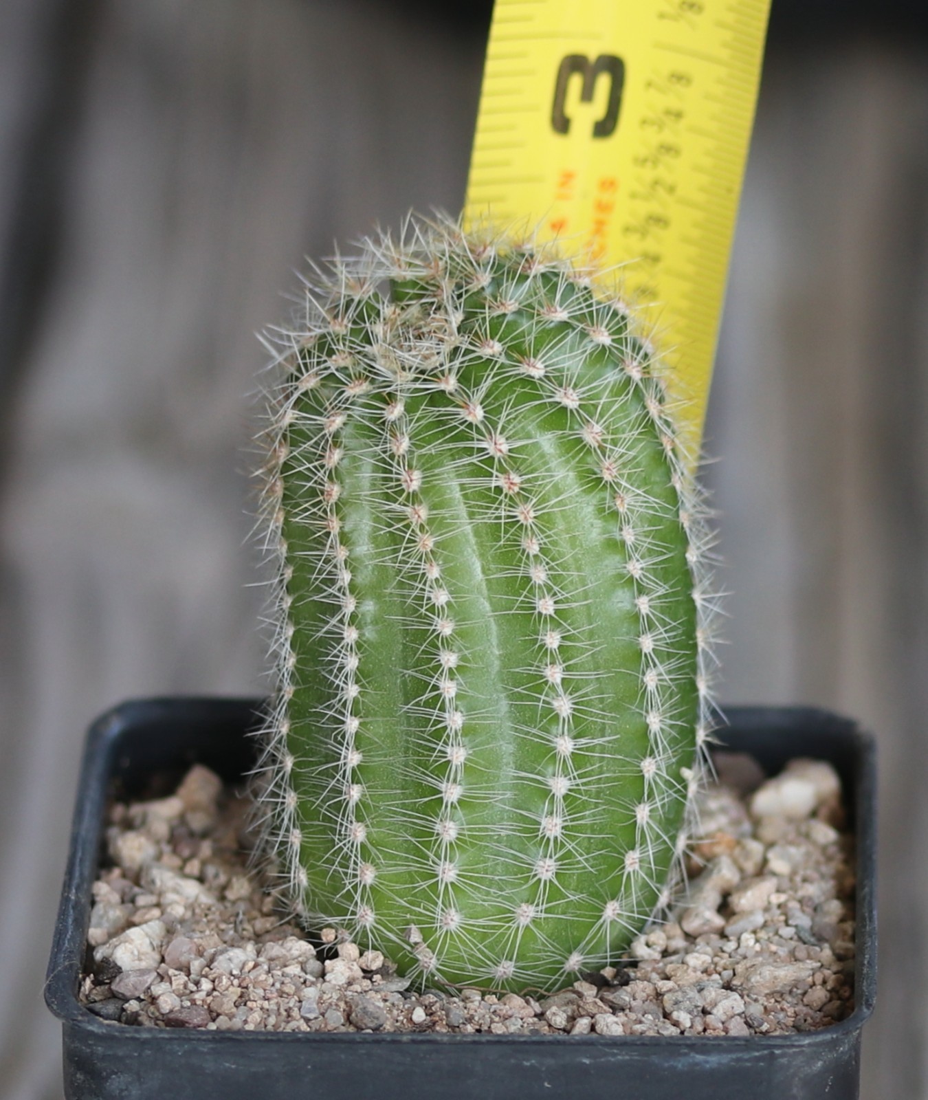 Echinopsis hybrid ‘Ishtar’