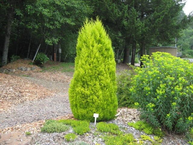 Monterey Cypress | Premium Seeds | Cupressus macrocarpa | Plants’®