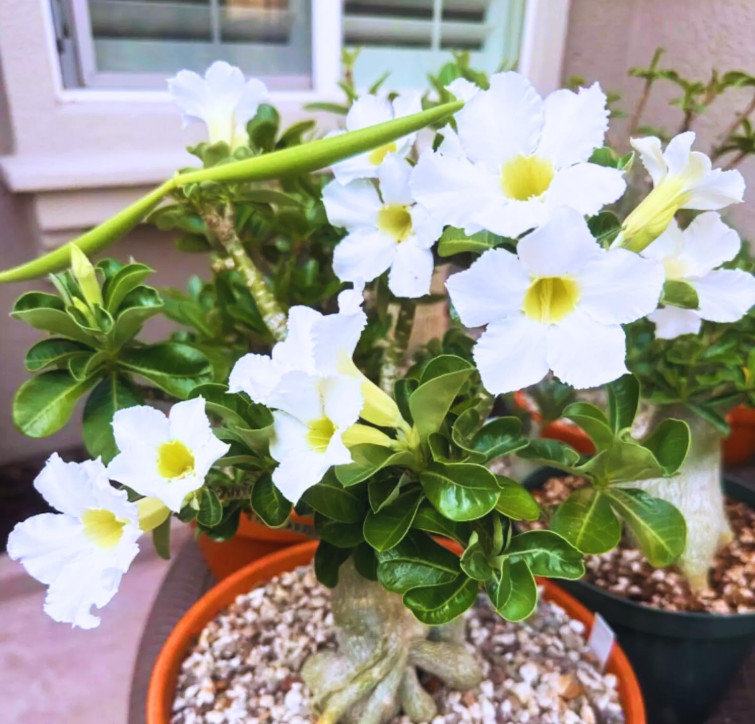 White Desert Rose Live Starter Plant – 3-6″ Tall – Adenium Obesum Succulent