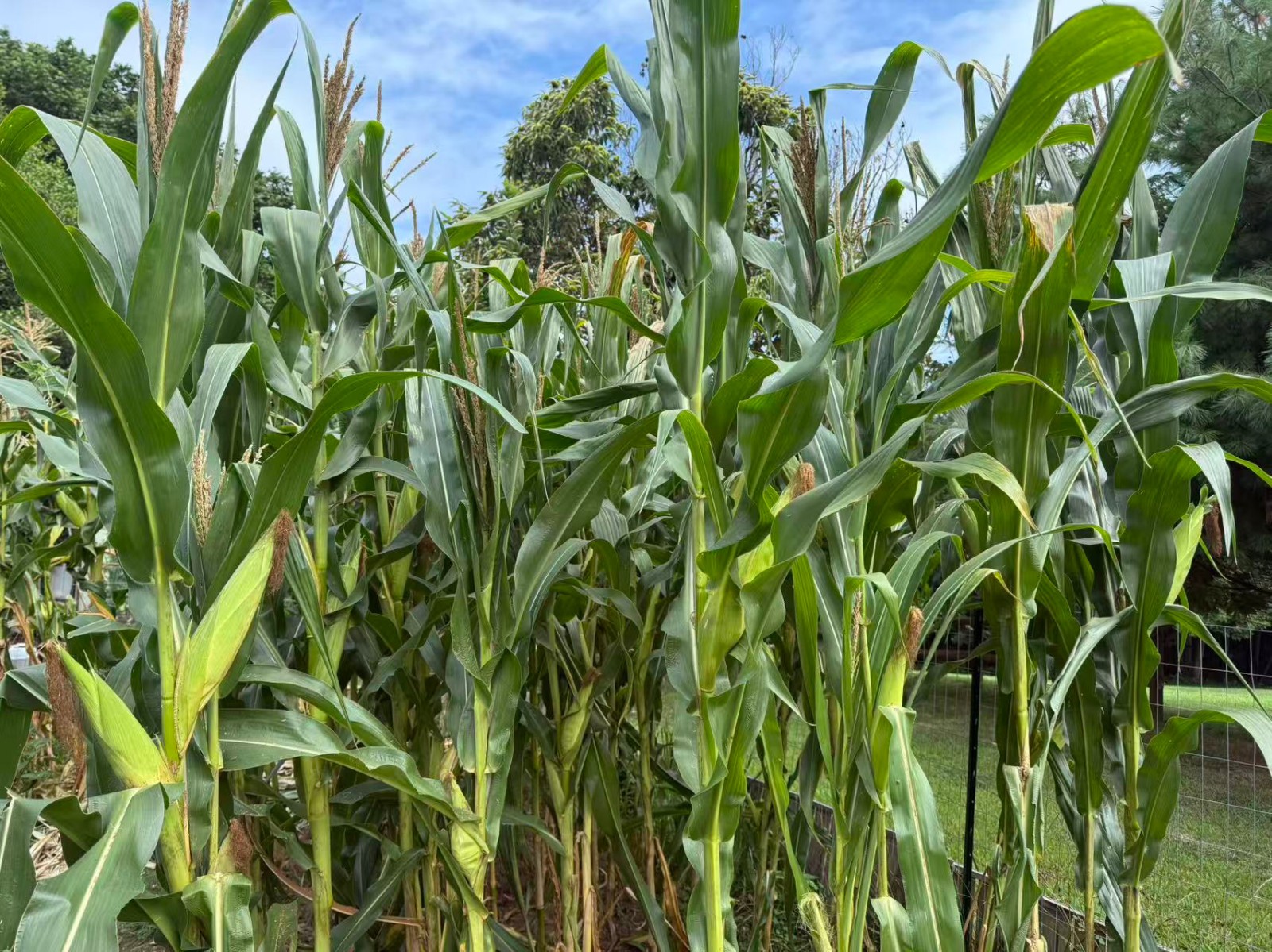 Organic Sweet Sticky Waxy White Glutinous Corn Non-GMO 糯玉米