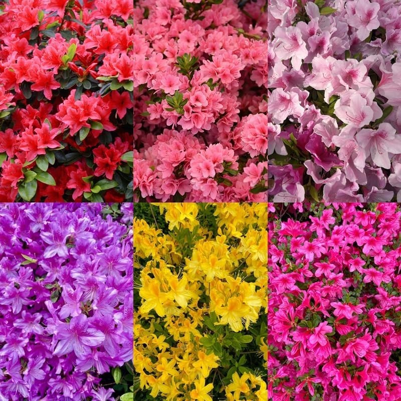 Mixed Azalea Rhododendron Seeds 30 Count for Beautiful Garden Flowers
