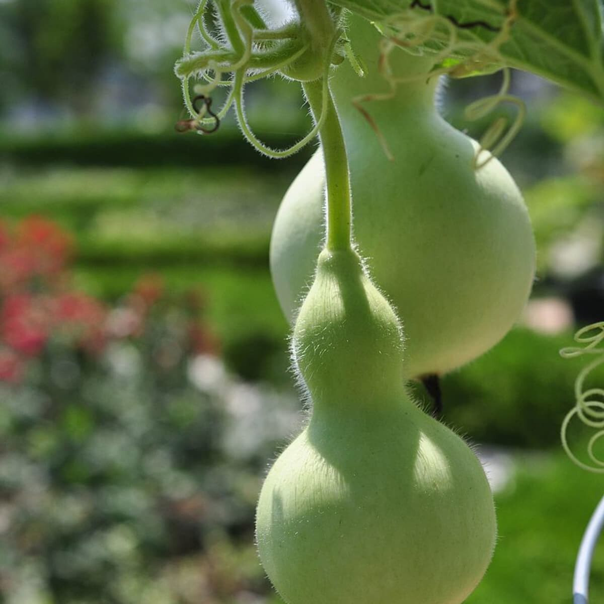 Birdhouse Gourd Seeds- Bầu Hồ Lô- HEIRLOOM NON-GMO