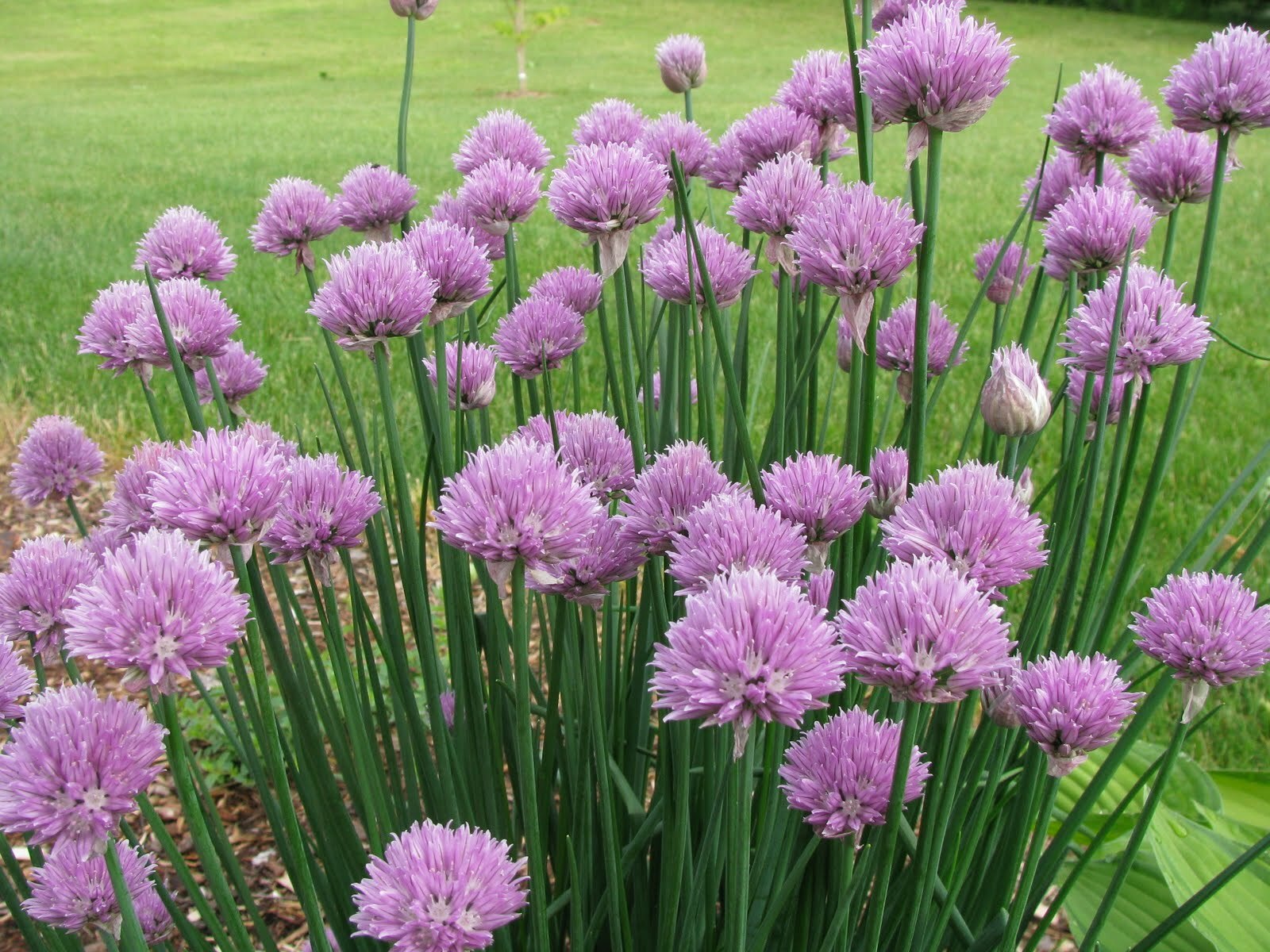 Onion Chives – 500+ seeds per pack