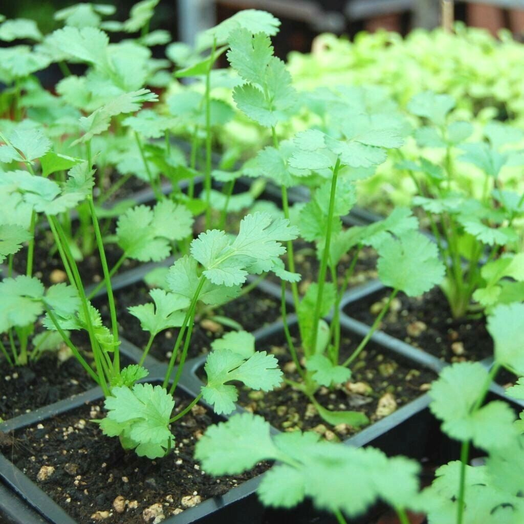 60+CILANTRO Seeds Coriander Salsa Tex Mex Kitchen Summer Garden Container Herb