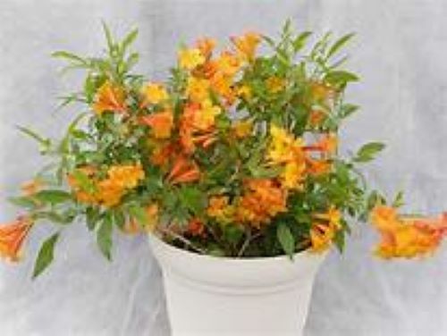 SUN TRUMPET TACOMA ORANGE ~ Campsis Radicans Trumpet Vine ~ Rooted Starter Plant