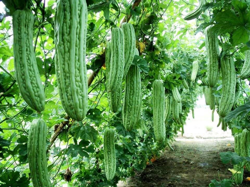 15+ Bitter Melon Seeds | Khổ qua | Ku Gua Fast Growing Vegetable Seeds