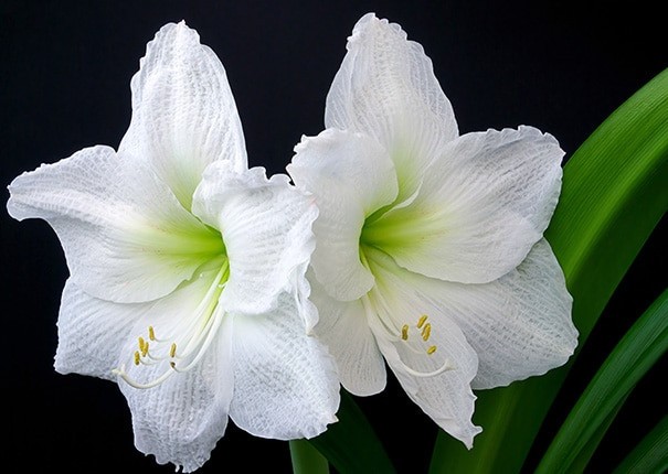2 White Amaryllis BULBS **Multiple blooms per bulb