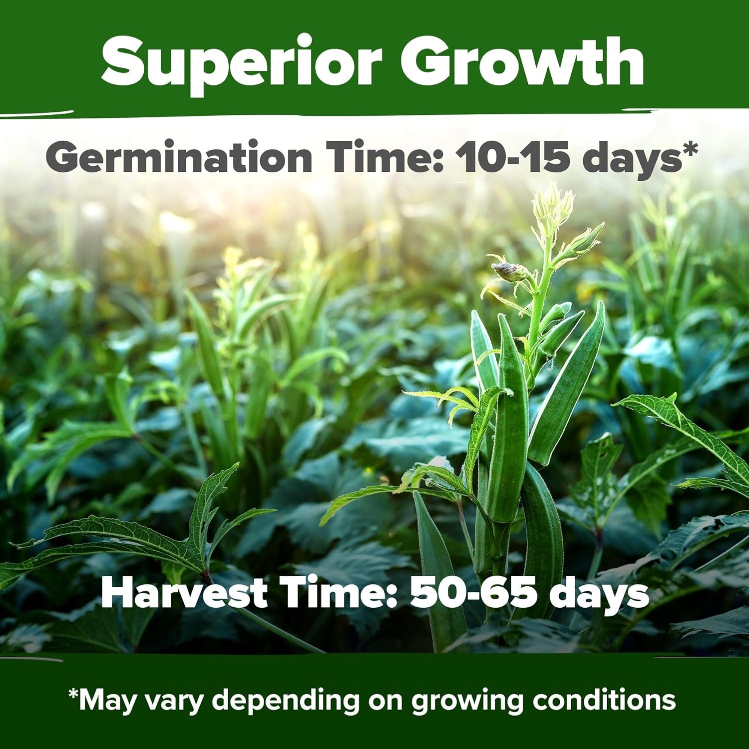 Heirloom Okra Seeds 101+ with High Germination Rate – Perfect for Garden Lovers