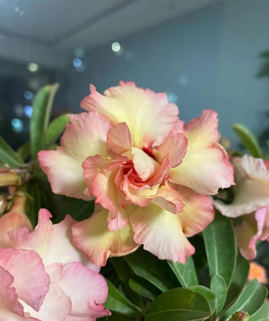 5Pcs Rare Yellow & Pink Desert Rose Seeds Garden Flower Decor-seed (5170)