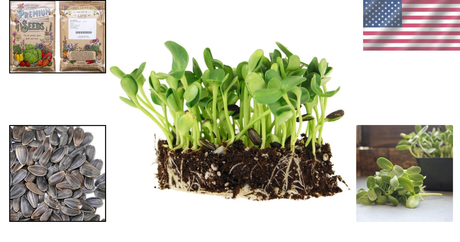 Nutritious Black Oil Sunflower Seeds for Microgreens – 128K Count per 5 Lbs