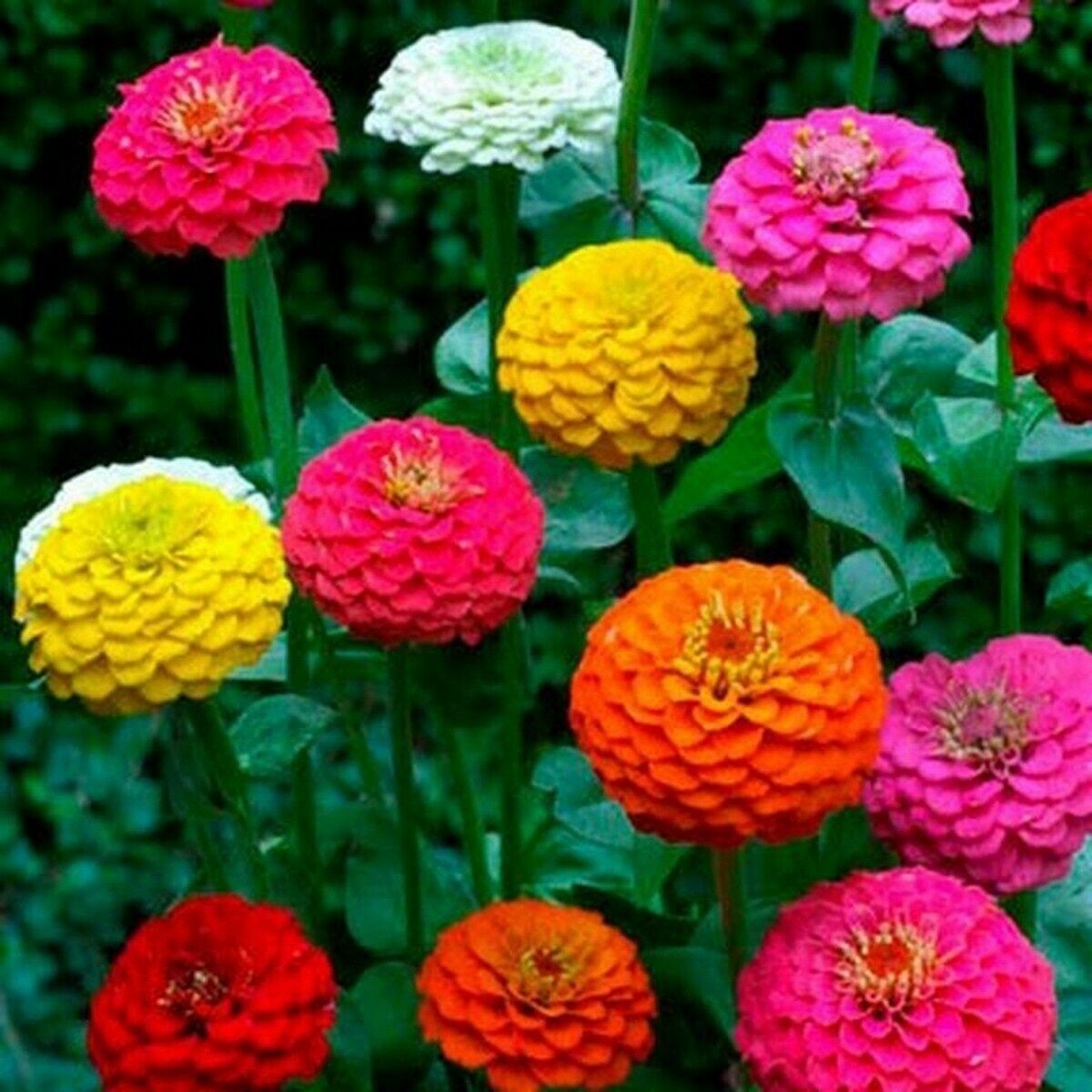 200+ CUT AND COME AGAIN ZINNIA SEEDS – FLOWERS —– BUTTERFLIES – HUMMINGBIRDS