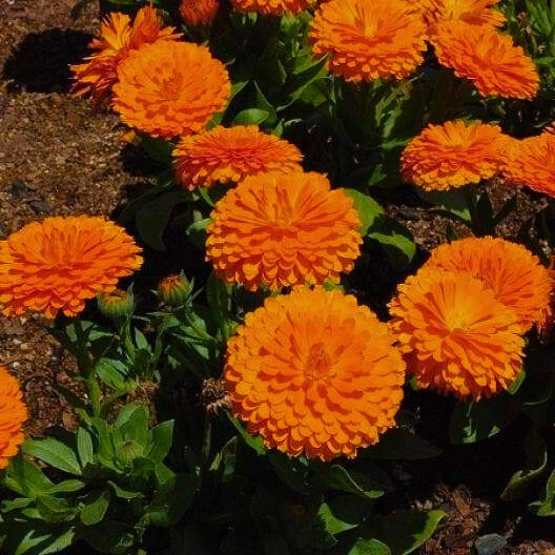 Fresh Premium French Marigold Calendula Seeds | Heirloom Non-GMO | Flower Seeds