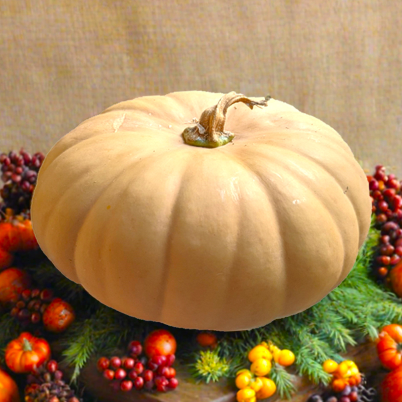 Long Island Cheese Pumpkin Seeds | Tan Fairytale Cinderella Squash Seed 2025