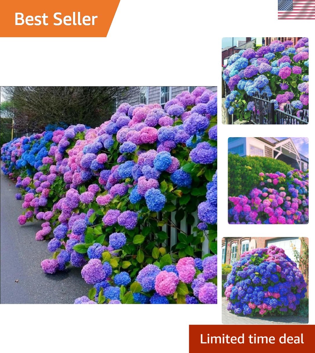 30 Heirloom Hydrangea Seeds in Blue, Pink, and Purple – Flowering Perennials